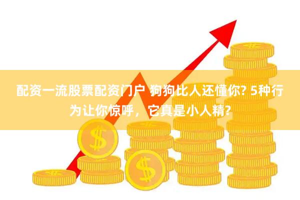 配资一流股票配资门户 狗狗比人还懂你? 5种行为让你惊呼，它真是小人精?