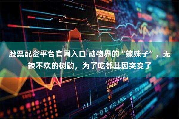 股票配资平台官网入口 动物界的“辣妹子”，无辣不欢的树鼩，为了吃都基因突变了
